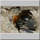 Andrena nitida - Sandbiene w01c 12mm beim Nestbau.jpg